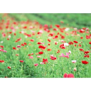 花畑参photo